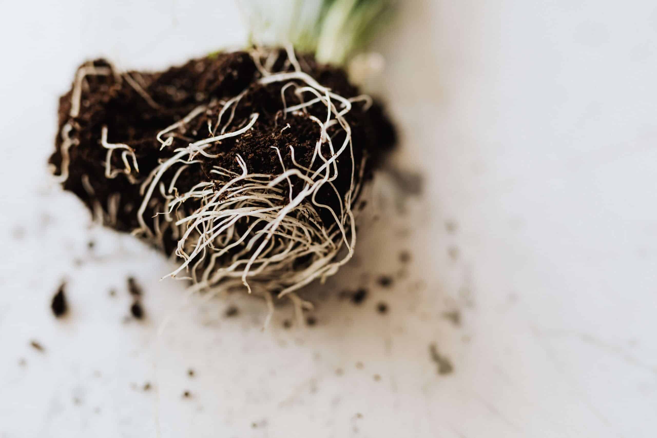 Rooting Sleep Getting to the Root of the Sleep Issue | Adult Sleep Coaching